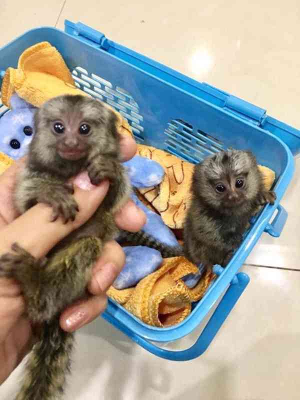 Opice kosman na prodej