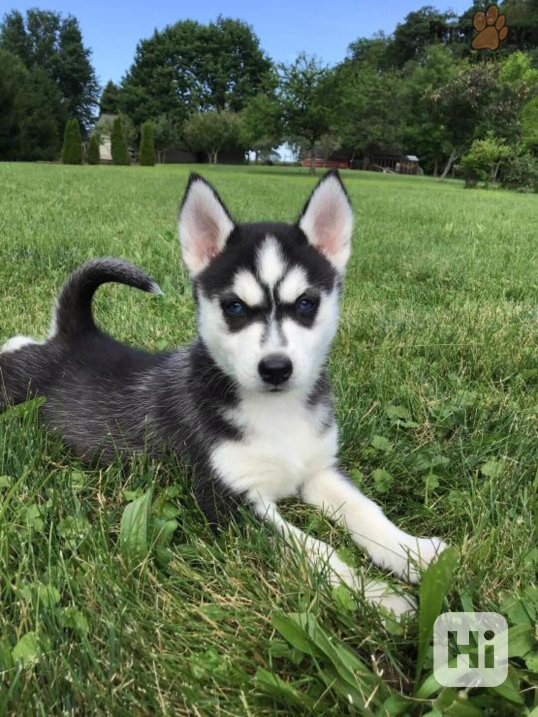 11 atraktivních štěňat pomského ovčáka je připraveno do nový - foto 1