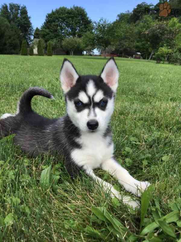 11 atraktivních štěňat pomského ovčáka je připraveno do nový - foto 1