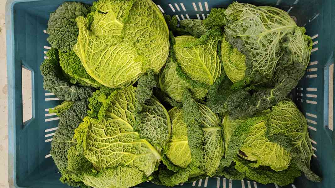 🌿 Farma24 – čerstvá zelenina přímo od farmářů 🌿 - foto 4