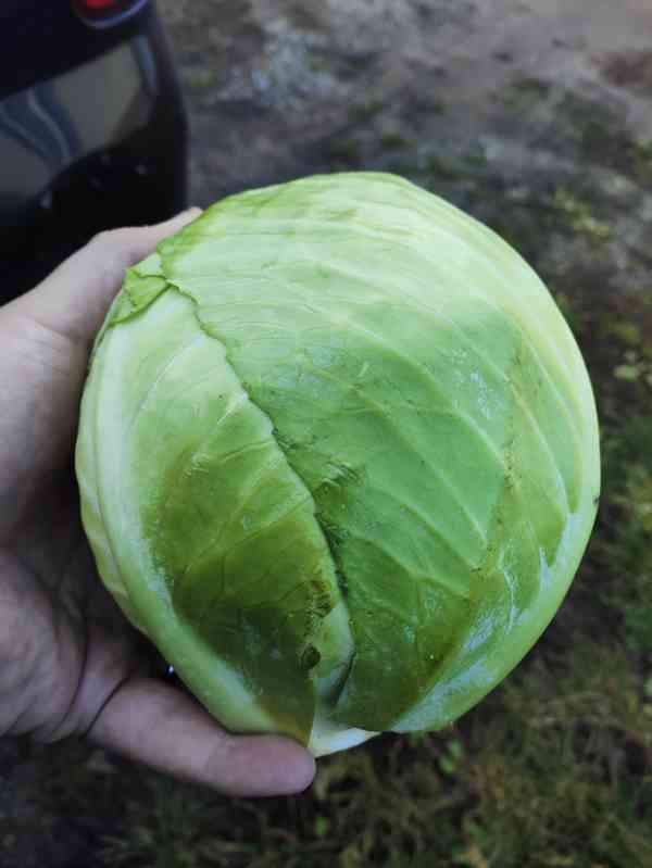 🌿 Farma24 – čerstvá zelenina přímo od farmářů 🌿 - foto 5