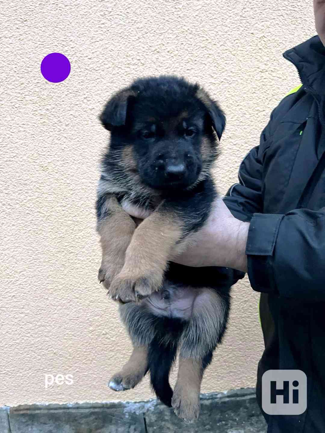 Německý ovčák štěňata  - foto 1