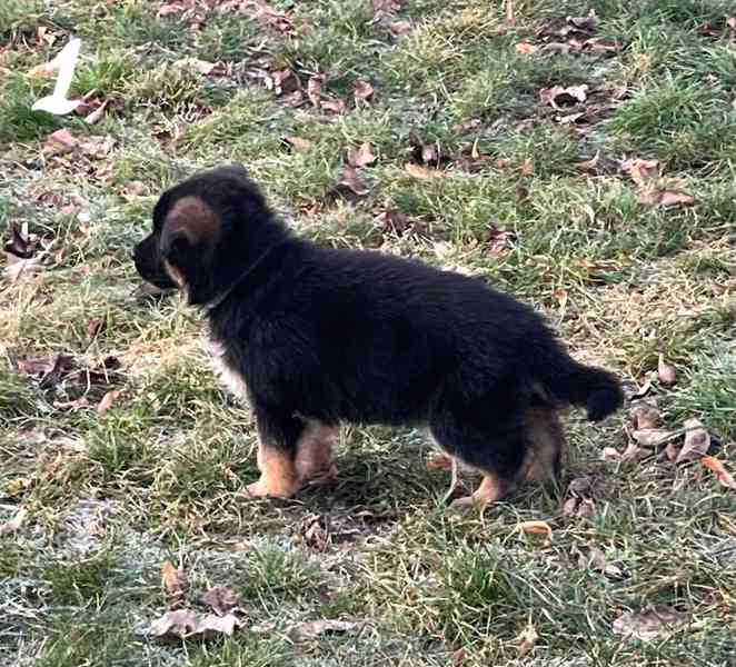 Německý ovčák štěňata  - foto 2