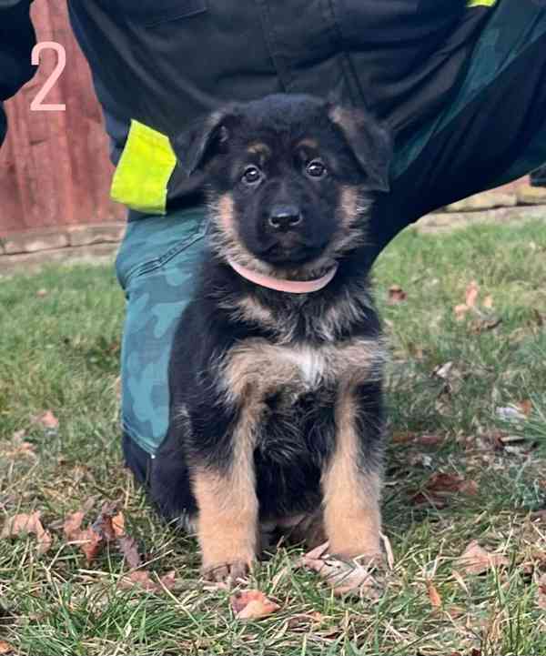 Německý ovčák štěňata  - foto 3