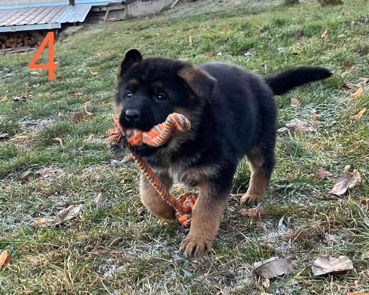 Německý ovčák štěňata  - foto 8