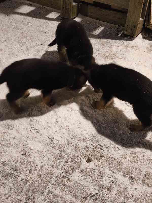 Německý ovčák štěňata  - foto 11