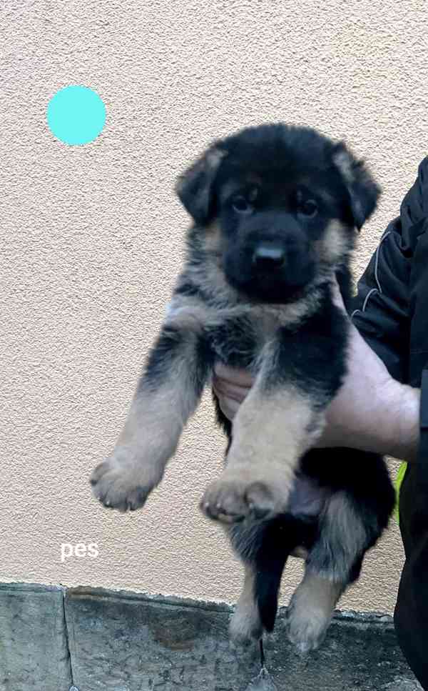 Německý ovčák štěňata  - foto 2