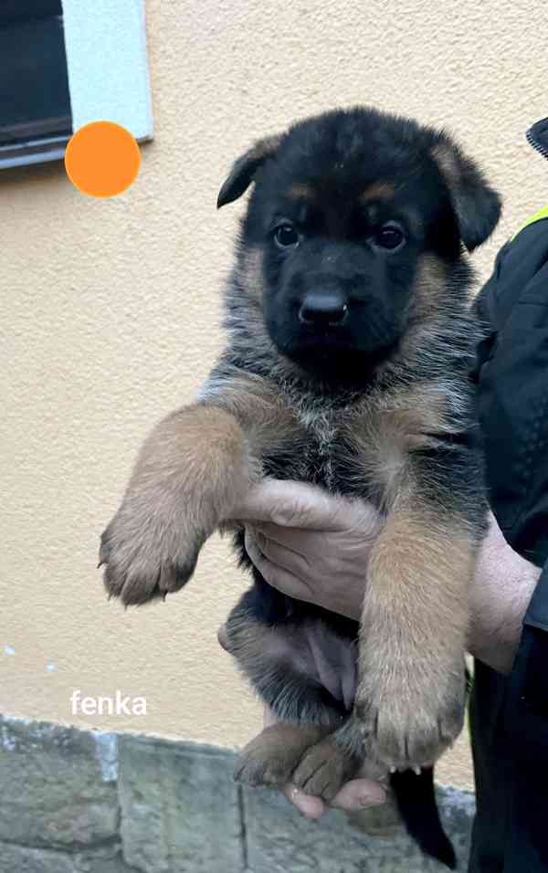 Německý ovčák štěňata  - foto 3