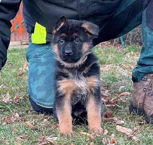 Německý ovčák štěňata  - foto 7