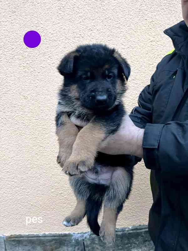 Německý ovčák štěňata  - foto 1