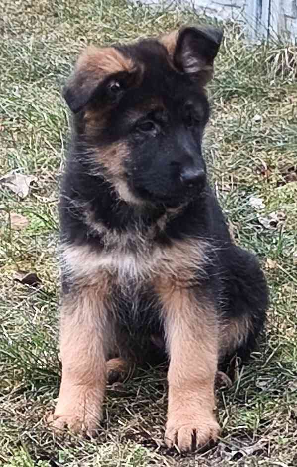 Německý ovčák štěňata  - foto 2