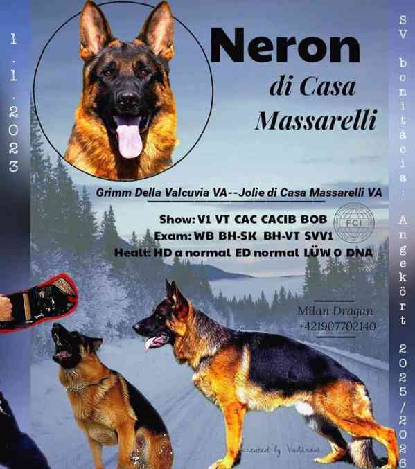 Německý ovčák štěňata  - foto 7