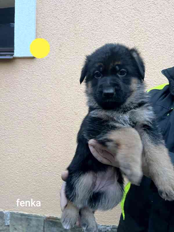 Německý ovčák štěňata  - foto 5