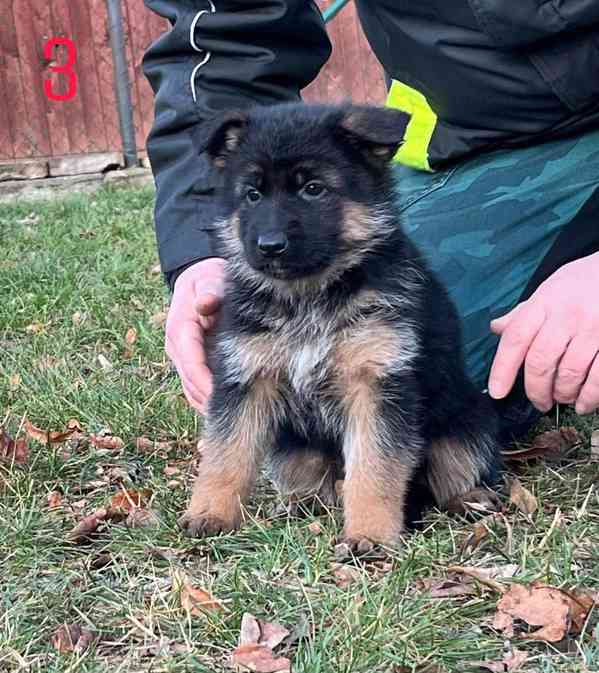 Německý ovčák štěňata  - foto 5