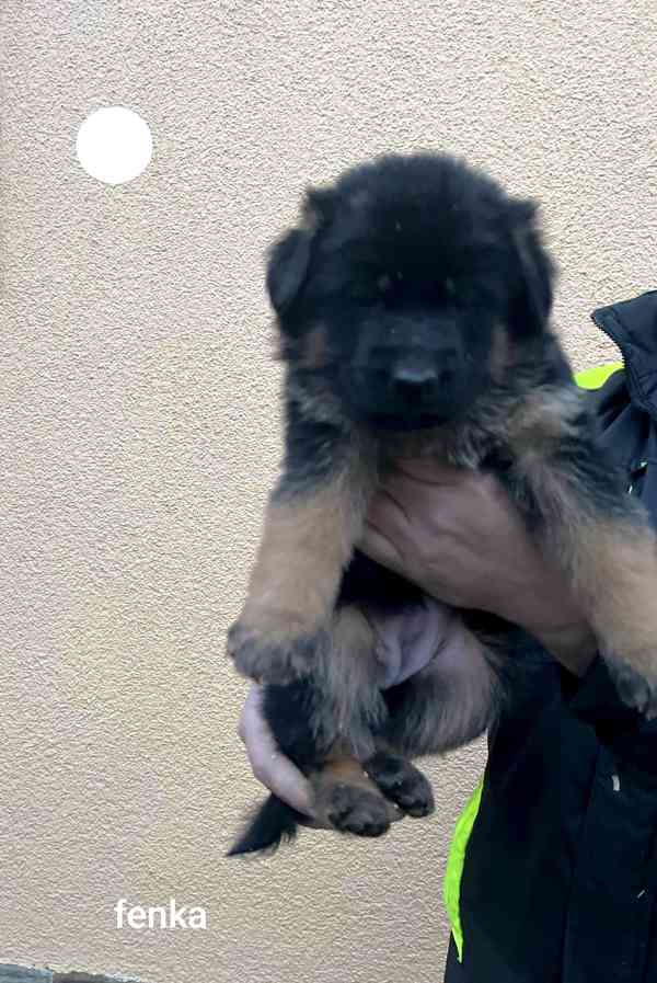 Německý ovčák štěňata  - foto 4