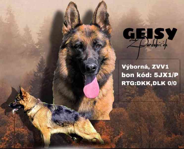 Německý ovčák štěňata  - foto 8