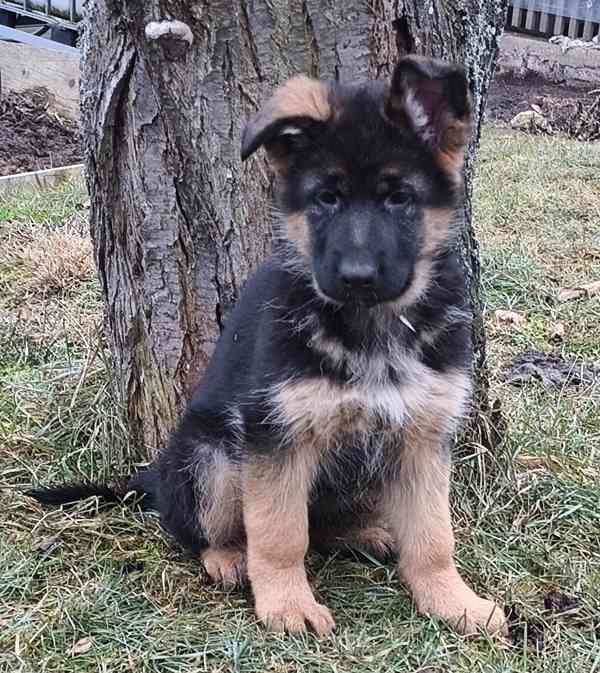 Německý ovčák štěňata  - foto 1