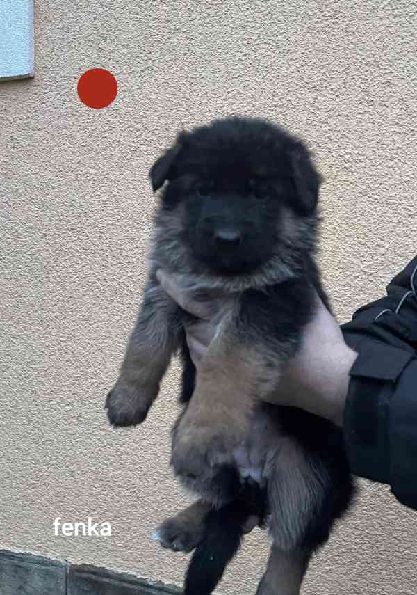 Německý ovčák štěňata  - foto 6