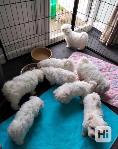 bolonský psík, štěně s rodokmenem - foto 1