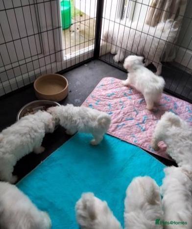 bolonský psík, štěně s rodokmenem - foto 4