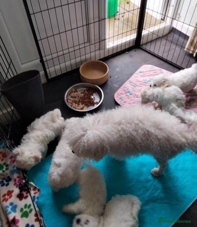 bolonský psík, štěně s rodokmenem - foto 2