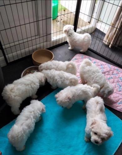 bolonský psík, štěně s rodokmenem - foto 3