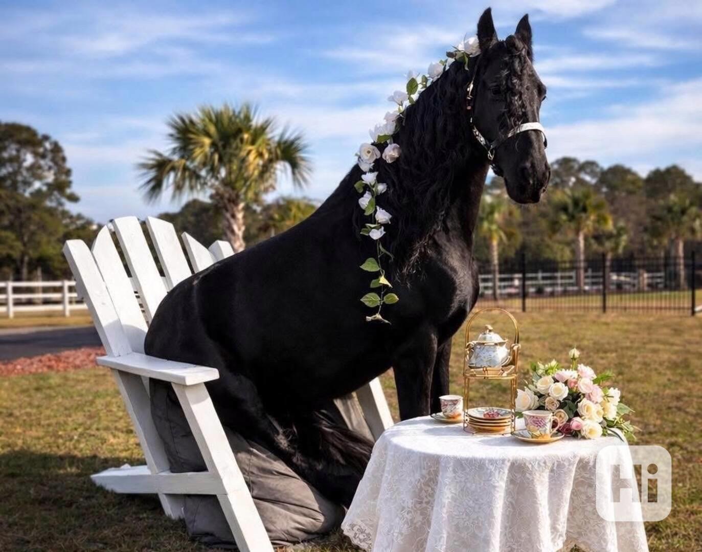 Černý valach fríský - foto 1