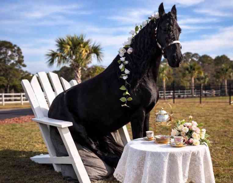 Černý valach fríský