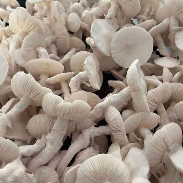 Medical mushrooms  - foto 1