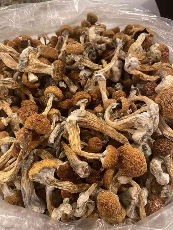 Medical mushrooms  - foto 2