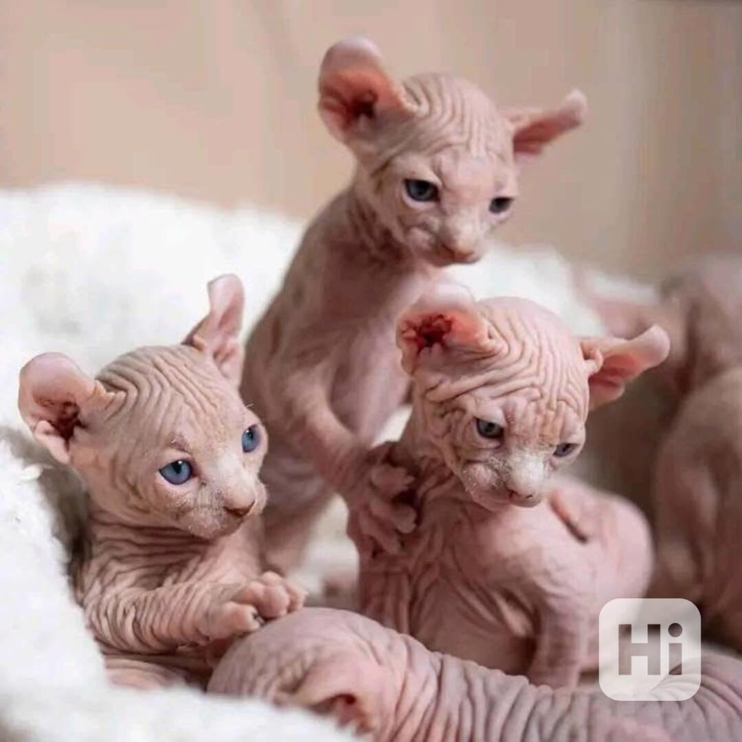 Úžasné kotě skotského fold cat na prodej - foto 1