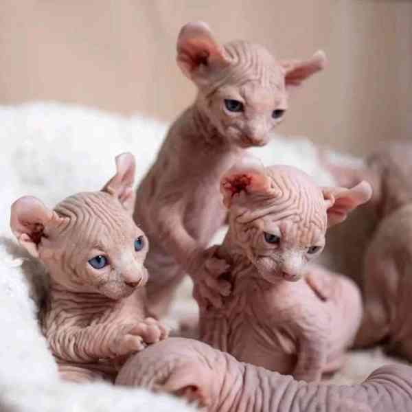 Úžasné kotě skotského fold cat na prodej - foto 1