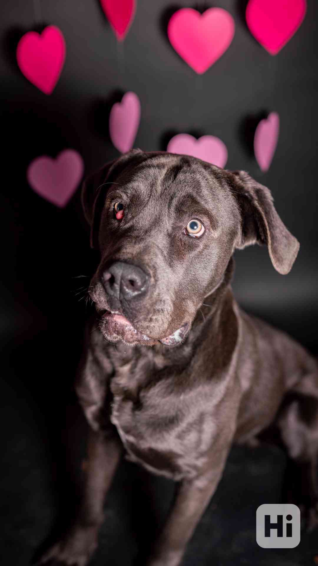 Gino - x Cane Corso, bláznivý aktivní kluk, 1 rok - foto 1