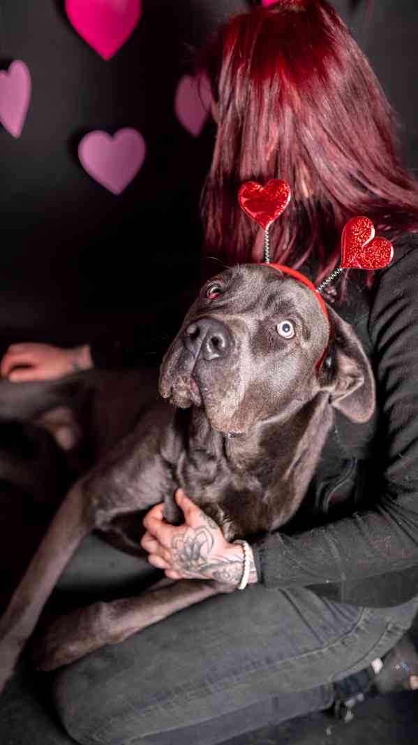 Gino - x Cane Corso, bláznivý aktivní kluk, 1 rok - foto 5