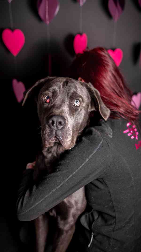 Gino - x Cane Corso, bláznivý aktivní kluk, 1 rok - foto 6
