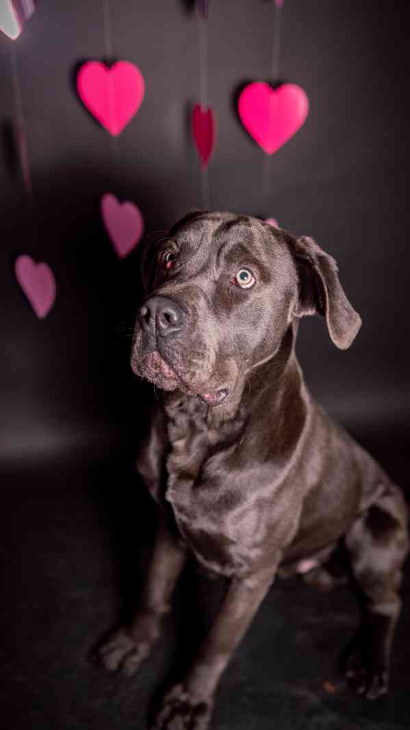 Gino - x Cane Corso, bláznivý aktivní kluk, 1 rok - foto 3