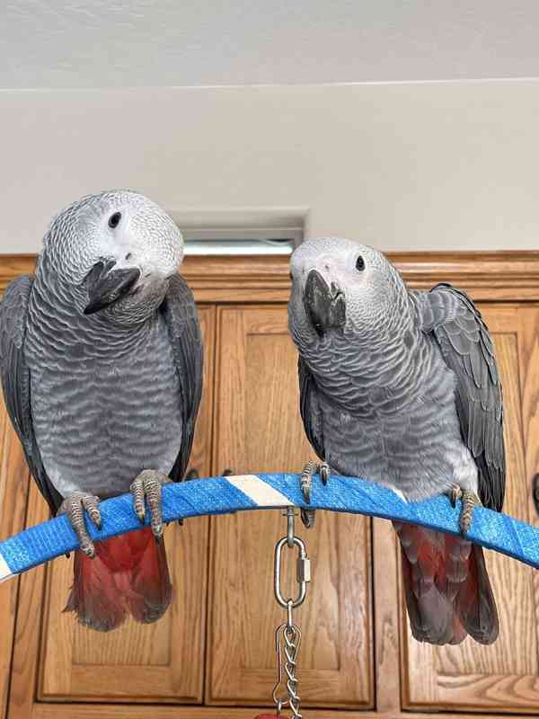  Krásní volní papoušci šedí z Afriky k dispozici   - foto 2