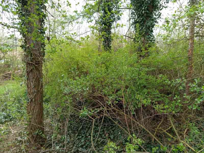 Štepkovač - pronájem - foto 7