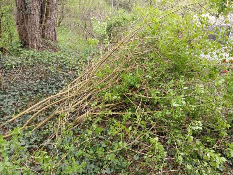 Štepkovač - pronájem - foto 10
