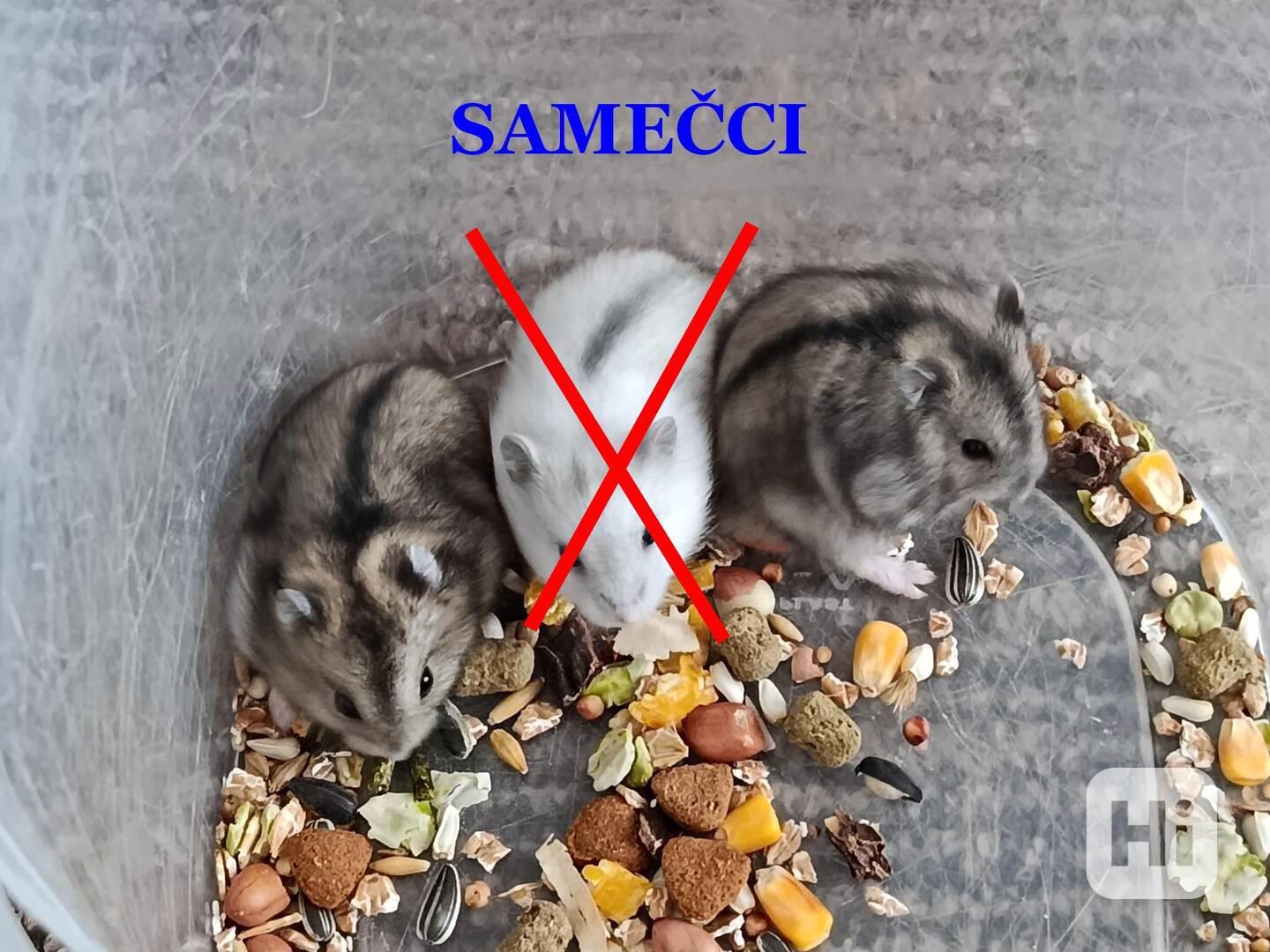Křečík džungarský - foto 1