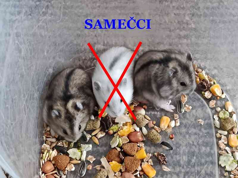 Křečík džungarský - foto 1
