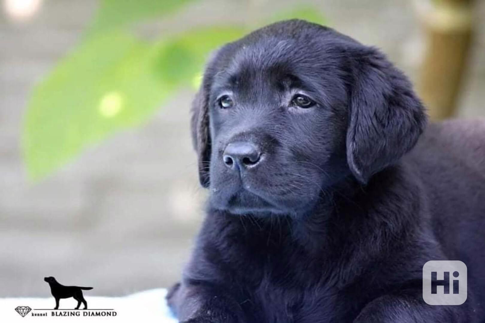 Černá štěňata Labrador Retriever s PP - foto 1