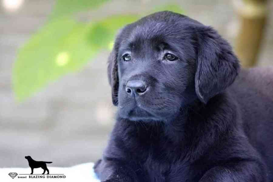 Černá štěňata Labrador Retriever s PP - foto 1