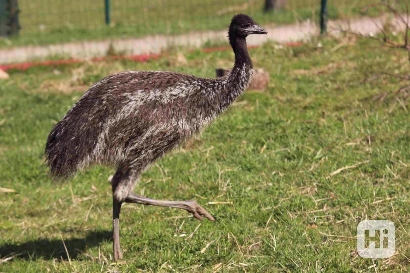 Emu hnědý - samec - foto 1