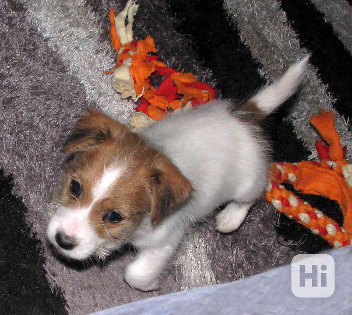 Jack Russell teriér – poslední štěně - pejsek s PP k rezerva - foto 1