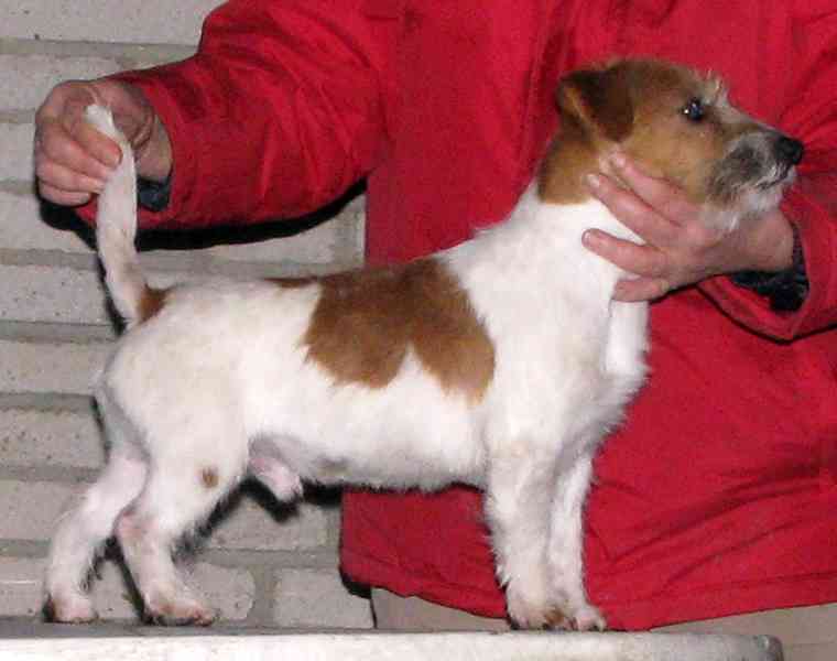 Jack Russell teriér – poslední štěně - pejsek s PP k rezerva - foto 13