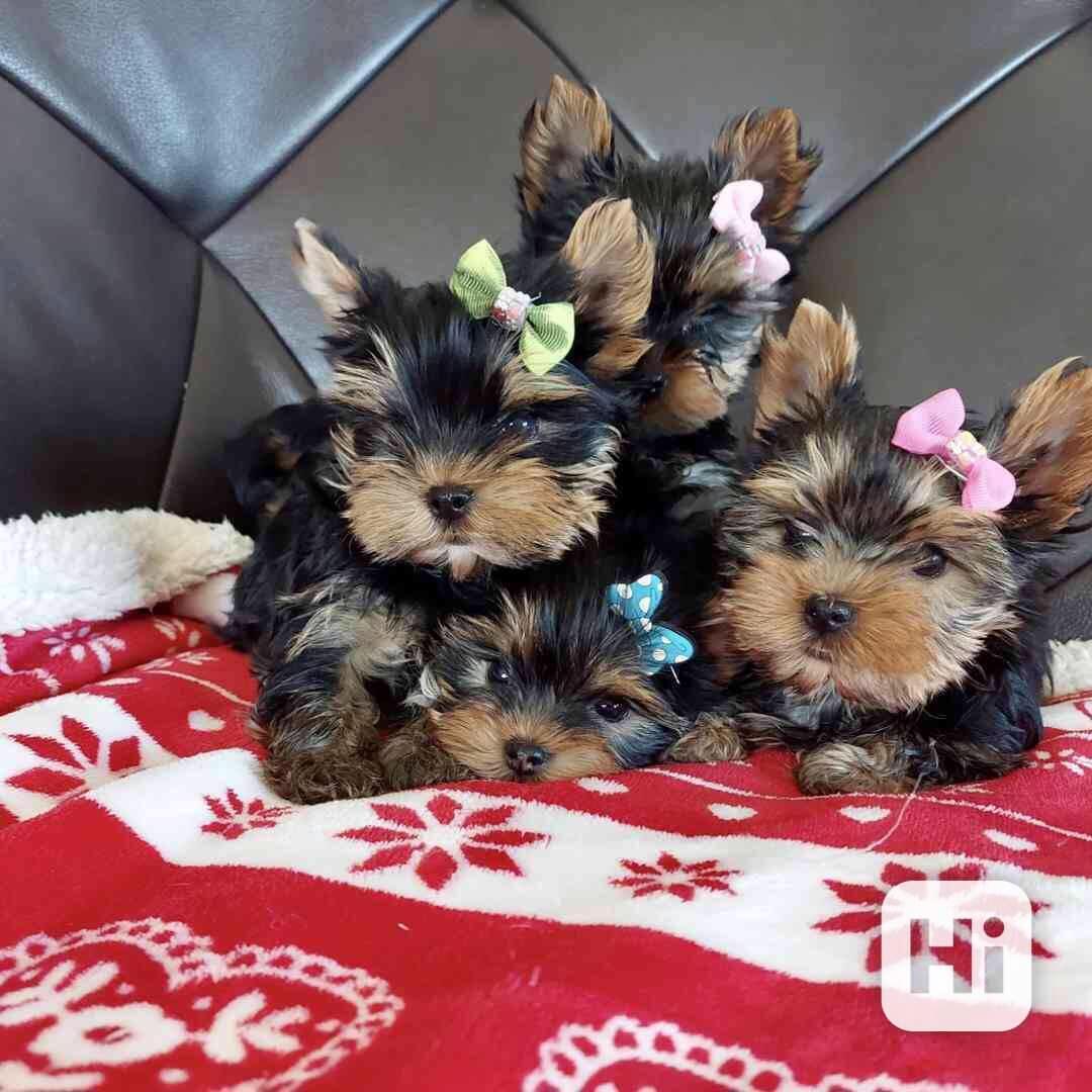 vycvičená štěňata yorků k adopci - foto 1