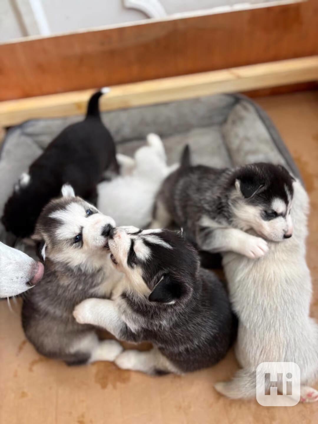 Štěňata Sibiřský husky - foto 1