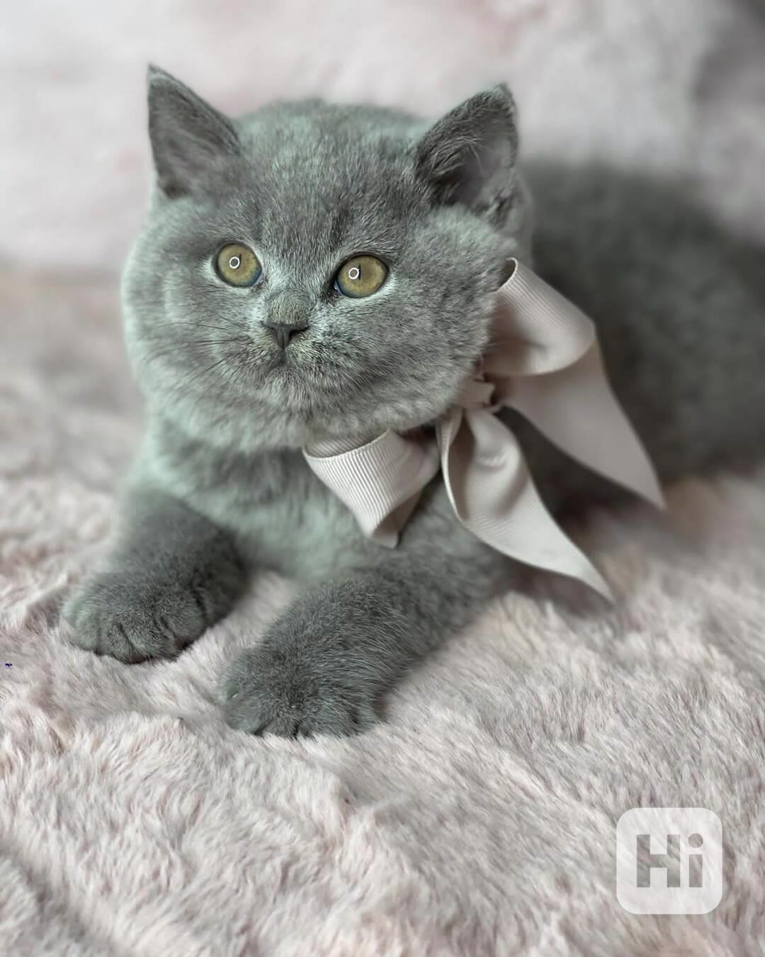 British Shorthair - foto 1