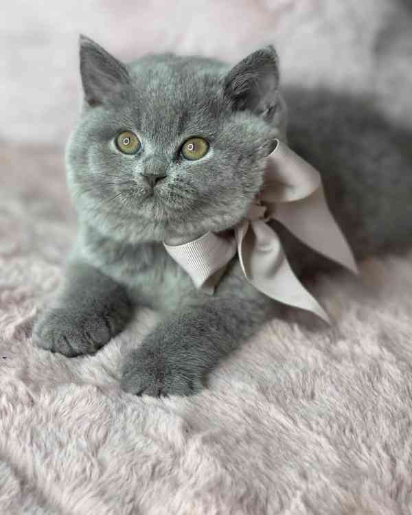 British Shorthair - foto 1